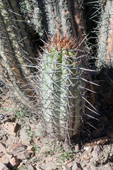 Trichocereus tacaquirensis