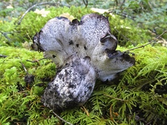 Boletopsis leucomelaena