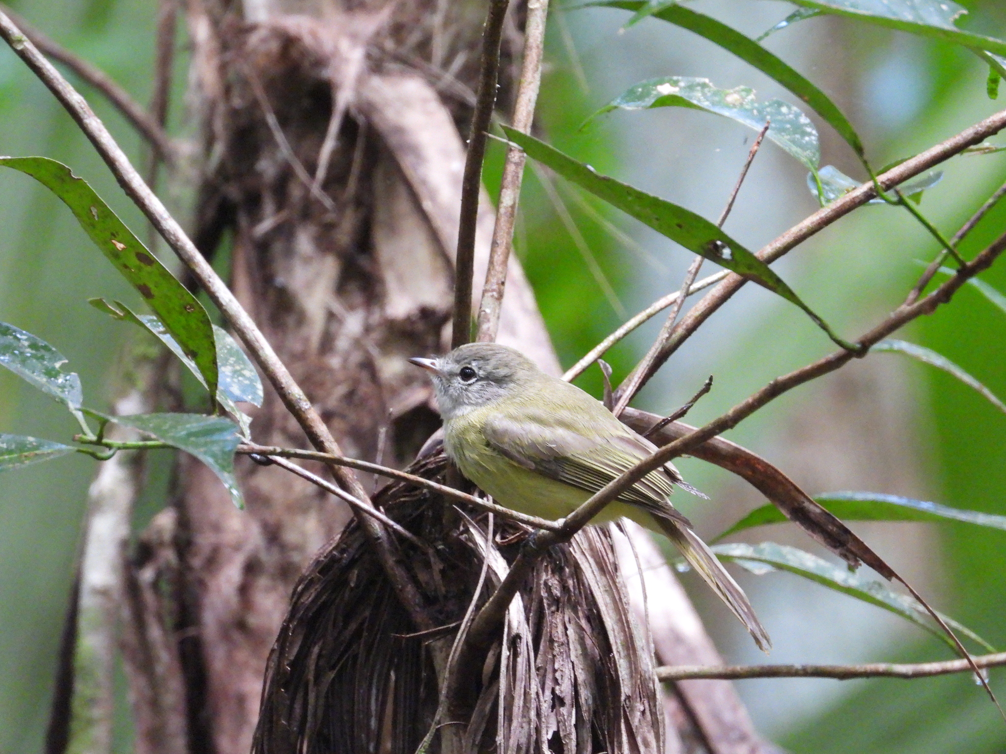 Greenish Elaenia (Myiopagis viridicata), photo 1