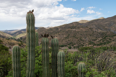 Trichocereus tacaquirensis