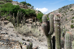Trichocereus tacaquirensis