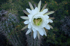 Trichocereus tacaquirensis