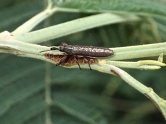 Rhinotia brunnea