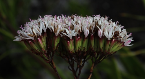 Veined Plampers (Corymbium enerve)