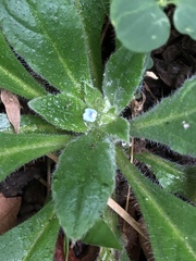 Thyrocarpus sampsonii