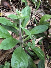 Thyrocarpus sampsonii