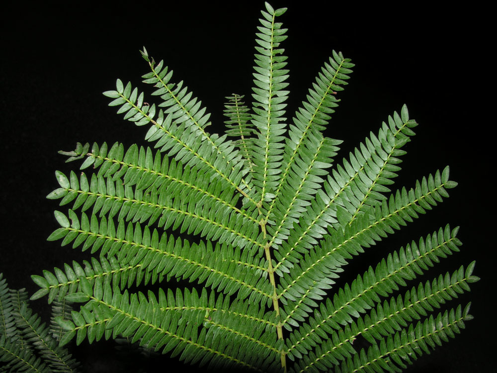 Cojoba