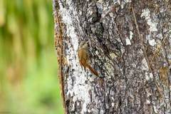 Lepidocolaptes fuscicapillus layardi