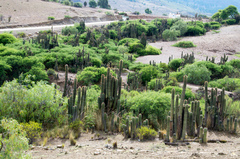 Trichocereus tacaquirensis