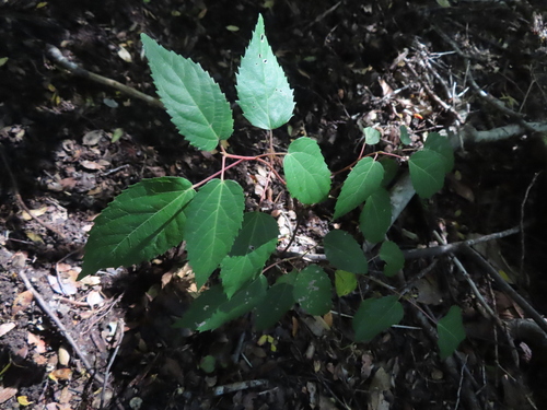Aristotelia chilensis, photograph 3
