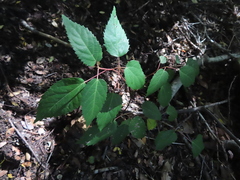 Aristotelia chilensis, photograph Eric Schmidt, CC BY, iNaturalist via GBIF