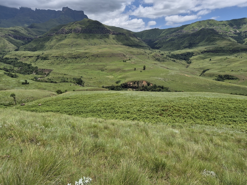 common bracken from R74 Oliviershoek Pass Northern Drakensberg ...