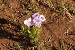 Nierembergia linariifolia