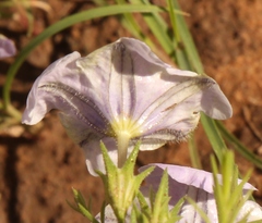 Nierembergia linariifolia