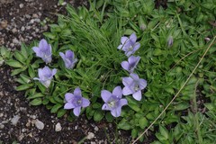 Craterocapsa tarsodes