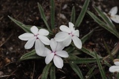 Rhodohypoxis