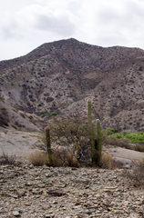 Trichocereus tacaquirensis