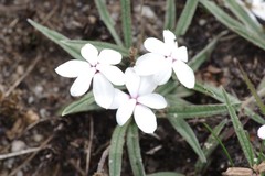 Rhodohypoxis