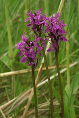 Dactylorhiza traunsteineri
