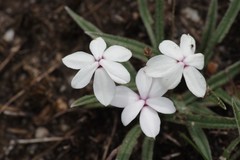 Rhodohypoxis