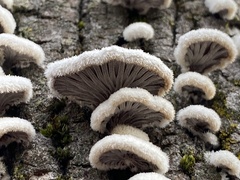 Schizophyllum commune