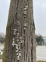 Schizophyllum commune