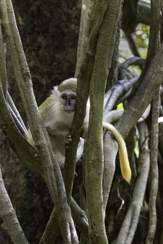 Green Monkey, Toa Alta, 00953, Puerto Rico, photo 9 of 10
