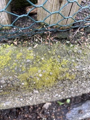 Flavoplaca flavocitrina