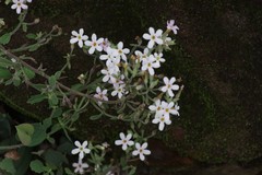 Chaenostoma floribundum
