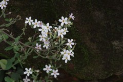 Chaenostoma floribundum