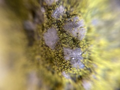 Flavoplaca flavocitrina