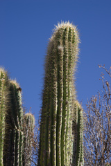 Trichocereus tacaquirensis