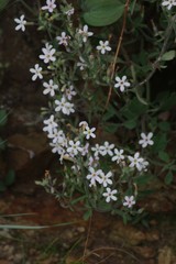 Chaenostoma floribundum