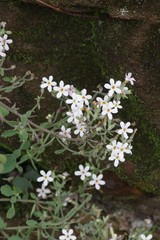 Chaenostoma floribundum