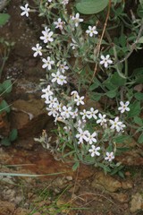 Chaenostoma floribundum