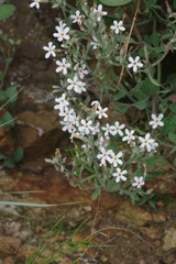Chaenostoma floribundum