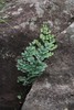 Hard Fern - Photo (c) Craig Peter, some rights reserved (CC BY-NC), uploaded by Craig Peter