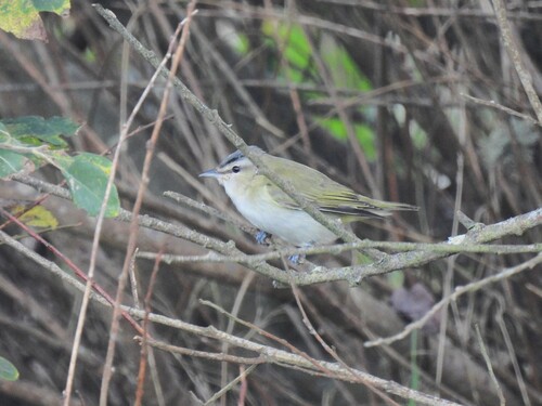 Vireo ojirrojo (Vireo olivaceus)