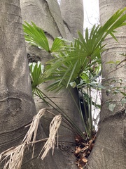 Trachycarpus fortunei