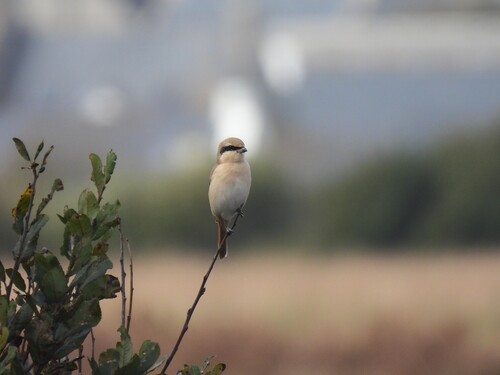 Isabelline Shrike (Lanius isabellinus), photo 10
