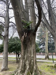 Trachycarpus fortunei