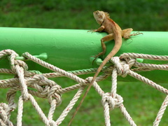 Calotes versicolor