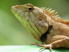 Calotes versicolor