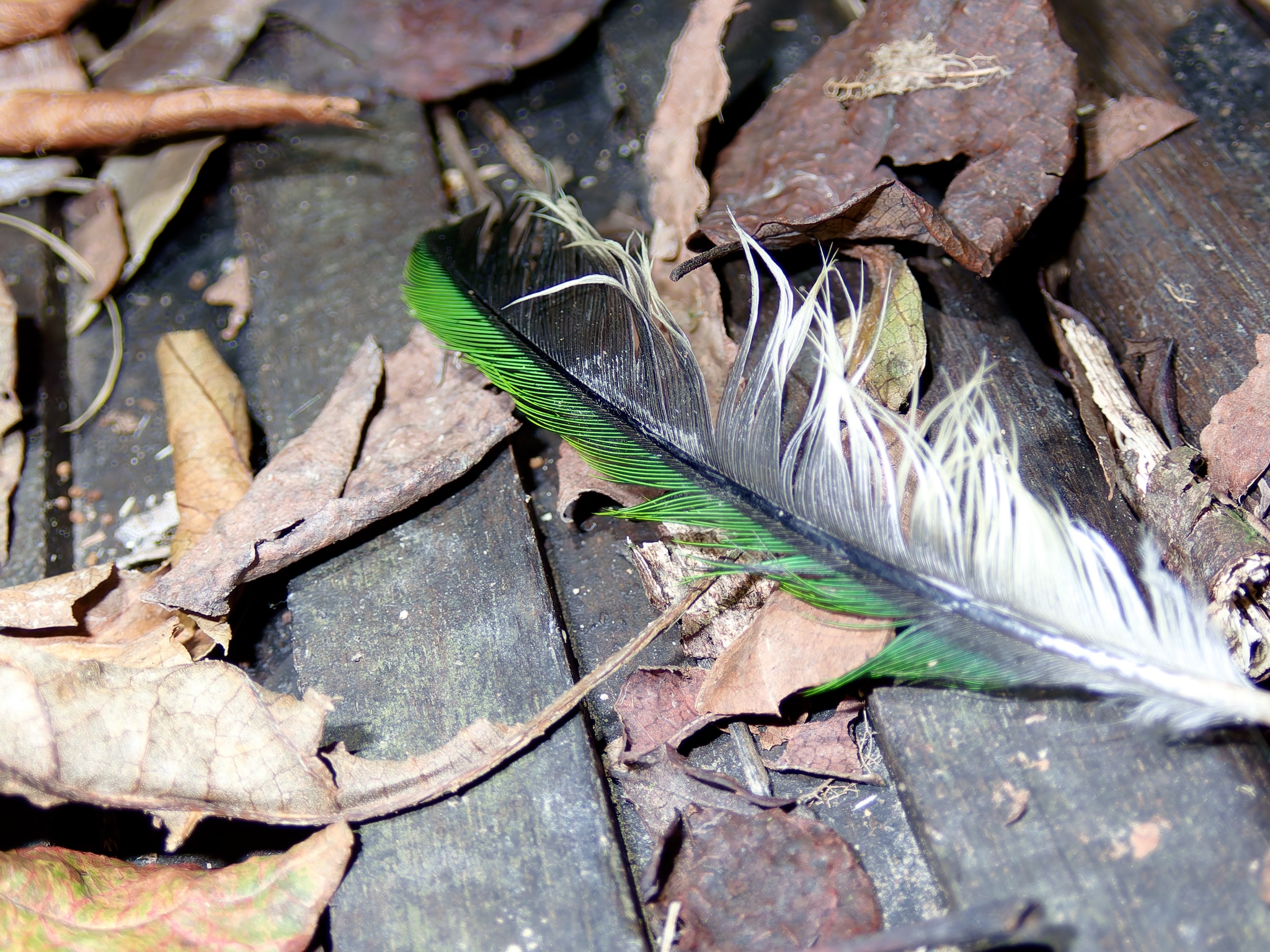 Taiwan Barbet (Psilopogon nuchalis), photo 3