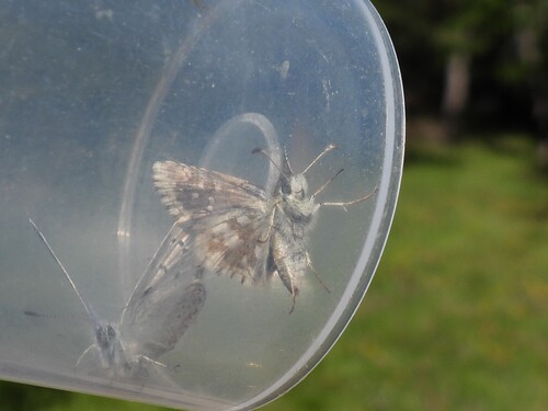 Large Grizzled Skipper
