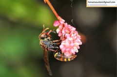 Polistes snelleni