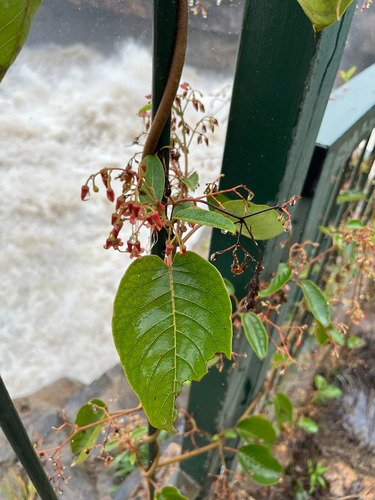 Crawcraw Vine (Tacazzea apiculata)