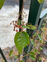 Crawcraw Vine (Tacazzea apiculata)