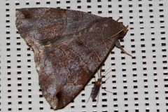 Poaphilini