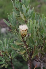 Protea subvestita
